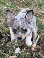 MaleREADYNOW, a male Chihuahua for sale in Marcus, IA – 2 of 8