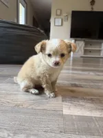 Butter, a male Chihuahua for sale in Marcus, IA – 6 of 6
