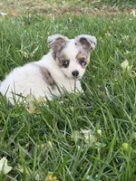 FemaleREADYNOW, a female Chihuahua for sale in Marcus, IA – 2 of 9