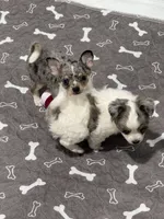 Female, a female Chihuahua for sale in Marcus, IA – 6 of 6