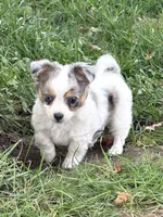 FemaleREADYNOW, a female Chihuahua for sale in Marcus, IA – 3 of 9