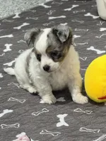Female, a female Chihuahua for sale in Marcus, IA – 5 of 6
