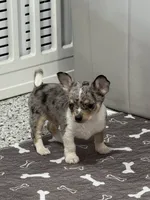 Male, a male Chihuahua for sale in Marcus, IA – 3 of 4