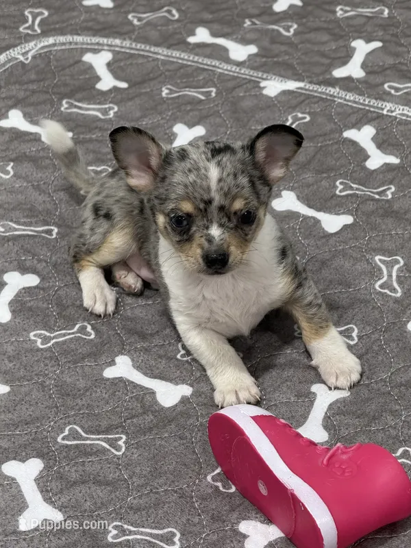 Male – Chihuahua puppy for sale in Marcus, IA