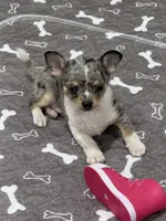 Male, a male Chihuahua for sale in Marcus, IA – 1 of 4