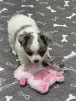 Female, a female Chihuahua for sale in Marcus, IA – 3 of 6