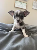 Female, a female Chihuahua for sale in Marcus, IA – Photo 1 of 7