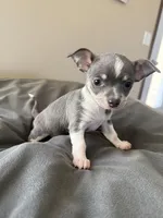 Female, a female Chihuahua for sale in Marcus, IA – Photo 3 of 7