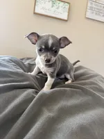 Female, a female Chihuahua for sale in Marcus, IA – Photo 5 of 7