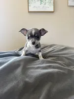 Female, a female Chihuahua for sale in Marcus, IA – Photo 4 of 7