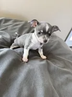 Female, a female Chihuahua for sale in Marcus, IA – Photo 6 of 7