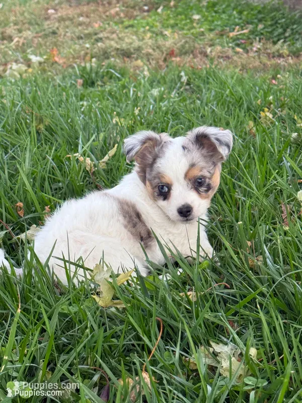 FemaleREADYNOW – Chihuahua puppy for sale in Marcus, IA