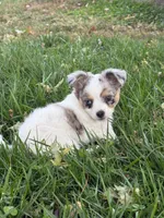 FemaleREADYNOW, a female Chihuahua for sale in Marcus, IA – 6 of 9