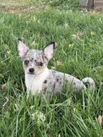 MaleREADYNOW, a male Chihuahua for sale in Marcus, IA – 4 of 8