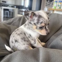 Male1READYNOW, a male Chihuahua for sale in Marcus, IA – Photo 2 of 9