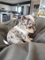 Male1, a male Chihuahua for sale in Marcus, IA – Photo 2 of 9