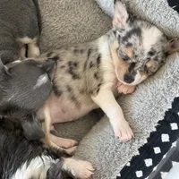 Male1READYNOW, a male Chihuahua for sale in Marcus, IA – Photo 5 of 9