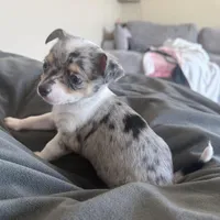 Male1READYNOW, a male Chihuahua for sale in Marcus, IA – Photo 3 of 9