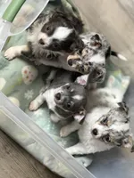 Male1, a male Chihuahua for sale in Marcus, IA – Photo 9 of 9