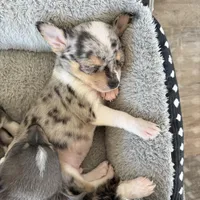 Male1READYNOW, a male Chihuahua for sale in Marcus, IA – Photo 8 of 9