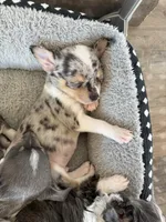 Male1, a male Chihuahua for sale in Marcus, IA – Photo 8 of 9