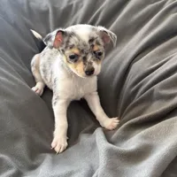 Male1READYNOW, a male Chihuahua for sale in Marcus, IA – Photo 6 of 9