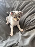 Male1, a male Chihuahua for sale in Marcus, IA – Photo 6 of 9