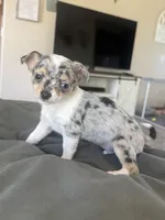 Male1, a male Chihuahua for sale in Marcus, IA – Photo 4 of 9