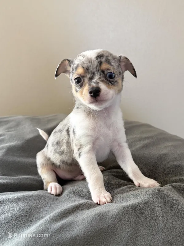 Male1, a male Chihuahua for sale in Marcus, IA – Photo 1 of 9