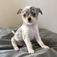 Male1READYNOW, a male Chihuahua for sale in Marcus, IA – Photo 1 of 9