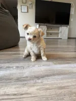 Butter, a male Chihuahua for sale in Marcus, IA – 5 of 6