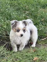 FemaleREADYNOW, a female Chihuahua for sale in Marcus, IA – 1 of 9