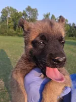 Luna, a female Belgian Malinois for sale in Tennessee, TN – 7 of 10