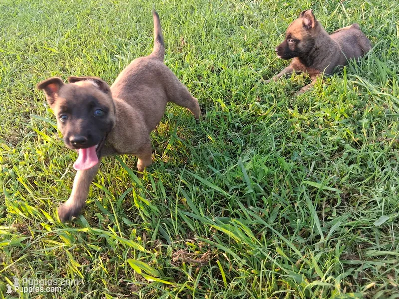 Angel 😇  – Belgian Malinois puppy for sale in Tennessee, TN