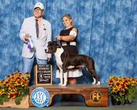 Bronx, a  American Staffordshire Terrier for sale in Tennessee, TN – Photo 4 of 10