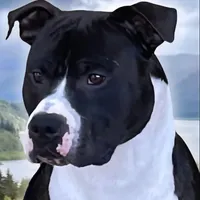 Bronx, a  American Staffordshire Terrier for sale in Tennessee, TN – Photo 8 of 10