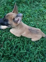 Angel 😇 , a female Belgian Malinois for sale in Tennessee, TN – 8 of 10