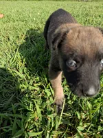 Angel 😇 , a female Belgian Malinois for sale in Tennessee, TN – 3 of 7