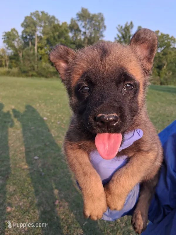 Luna – Belgian Malinois puppy for sale in Tennessee, TN