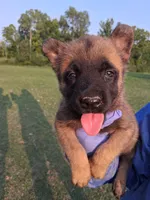 Luna, a female Belgian Malinois for sale in Tennessee, TN – 1 of 10