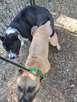 Godzilla, a  American Staffordshire Terrier for sale in Tennessee, TN – 8 of 10