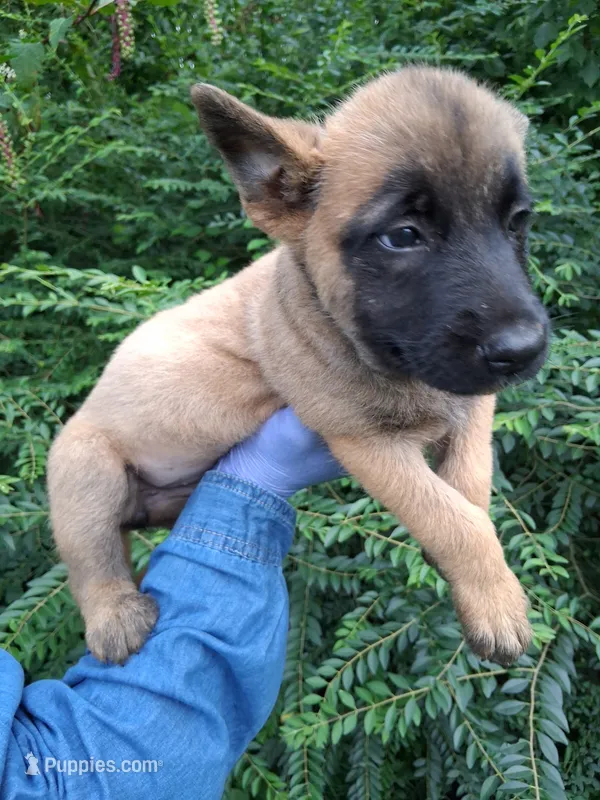 Luna – Belgian Malinois puppy for sale in Tennessee, TN