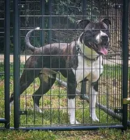 Godzilla, a  American Staffordshire Terrier for sale in Tennessee, TN – 4 of 10