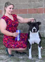Godzilla, a  American Staffordshire Terrier for sale in Tennessee, TN – 6 of 10