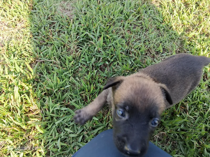 Angel 😇  – Belgian Malinois puppy for sale in Tennessee, TN