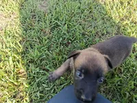 Angel 😇 , a female Belgian Malinois for sale in Tennessee, TN – 1 of 7