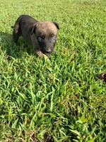 Angel 😇 , a female Belgian Malinois for sale in Tennessee, TN – 2 of 7
