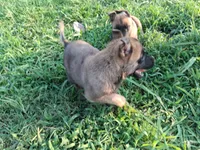 Luna, a female Belgian Malinois for sale in Tennessee, TN – 3 of 10
