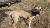 Godzilla, a  American Staffordshire Terrier for sale in Tennessee, TN – 5 of 10