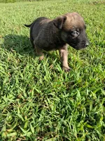 Angel 😇 , a female Belgian Malinois for sale in Tennessee, TN – 4 of 7